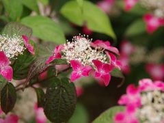 ２０１３年の六甲山・紫陽花、今年も咲きました。。