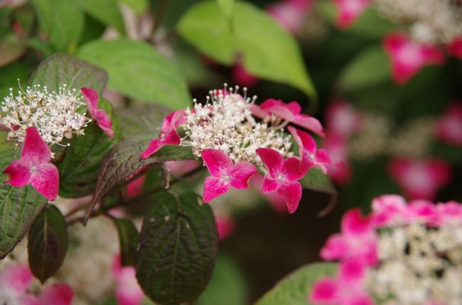 例年恒例の六甲山あじさい花見・・花も写真のウデも毎年変わらず・・・ですか。。