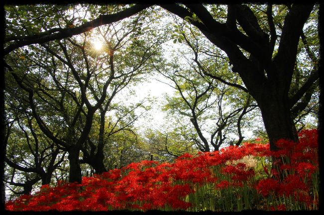 昔々、権現堂川(利根川)は、暴れ河川として村の人々に恐れられてた。<br />享和2年(1802年)の梅雨は、例年にない長雨。<br />連日の大雨により堤が切れ、村人が幾度修理しても一晩のうちに切れてしまう有様で、村人は改修工事に疲労し、口をきく元気さえも失っていた。<br />そんなある日、巡礼親子がこの堤を通りかかり、この状況を見かねて自ら人柱を申し出、逆巻く川の流れに身を投げ入れたという。<br />すると、たちまち洪水がおさまり、村人たちは堤の修復を終わらせることができたという。<br /><br />埼玉県幸手市にある権現堂堤は、こんな悲しい言い伝えがある場所です。<br /><br />家から電車で1時間圏内にありながらも、最近まで訪れたことのなかった幸手市の権現堂堤。<br />今年の春に桜を見に訪れ、今まで来たことがなかったことをチョッピリ後悔しました。<br /><br />春は薄墨色に色づく桜、初夏には紫陽花ブルー、そして秋には曼珠沙華で大人の緋色に彩られる権現堂堤。<br /><br />初春には清楚な水仙が春の使者として咲き誇ると云われる権現堂堤、雪がまだ残る頃に再訪したいと考えています。<br />
