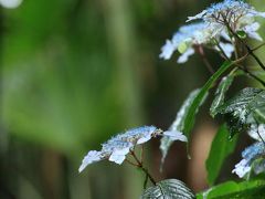 石川　本興寺の紫陽花と卯辰山花菖蒲園