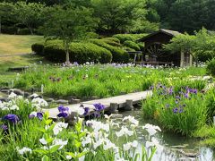 日照り続きの花しょうぶ園を訪ねてみました＜大和民俗公園＞後編