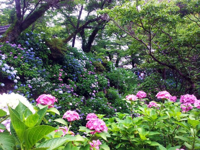 　６０種１万本のあじさいが見頃を迎えていると聞いて、あじさい寺の別名で有名な奈良県大和郡山市の「矢田寺（やたでら）」に行ってきました。<br /><br />　２週間ほど前に入梅が宣言されていますが、今年は一向に雨が降らない空梅雨…。各地から水不足や、猛暑日が続くなどのニュースが届く日々です。<br />　でも、２日ほど前に降った雨であじさいたちも息を吹き返したかなと思い、朝早くから出かけました。<br /><br />　顛末は<br />　http://homepage3.nifty.com/akira-i/monomiyusan/261-yatadera.html　<br />　にも記していますので、よろしければのぞいてみてください。<br /><br />
