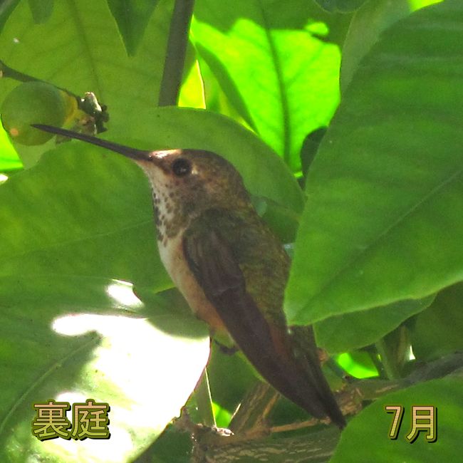 7月の裏庭<br /><br />ストロークになってから8月5日で 4ヶ月 になります。<br /><br />びっこ ですが、歩けるようになりました。 Pradaxa と云う血液を薄める薬を飲んでいる以外は以前(ストロークになる前)と同じ薬を飲んでいるし、以前と状況が変わらないのですが、旅行をするのが怖くなっています。 何故なら、旅行中はレストランの食事になるし、サーブされる食事は塩、醤油、砂糖、動物性脂が多いからです。<br /><br />それに旅行中に病気になったら如何しよう? と考えたら躊躇してしまいますね。<br /><br />知らない(気にしない)と云うことはある意味で人を勇敢にさせます(make one brave)。 本当の 恐ろしさ は病気に成るまで分からないのですから平気で行動をしてしまうのです。 <br /><br />煙草は吸わない、体重には気をつけている、高血圧などの薬も飲んでいる、毎日3.5キロ歩いて運動しているので、自分は大丈夫、病気にならないと思っていた。 だから、気をつけているつもりでも無視して(悪い?)食事をしてしまったようです。 特に70歳を過ぎてからは食べ物に注意すべきだった。 <br /> <br />白米、白いパン等体内で砂糖に変化するし、体に良いと思っていた果物類は食べ過ぎると血糖を高め、中性脂肪も増えてしまいます。<br /><br />驚いたのは ブロコリ、ほうれん草など ビタミン K の含まれる(体に良いと思っていた)野菜類は血を固め クロットを作ってしまうことでした。