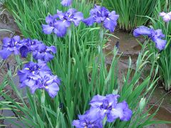 ’１３　所沢ゆり園＆北山公園の花菖蒲２　北山公園の花菖蒲編