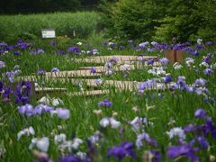 横浜ぶらぶら（馬場花木園、四季の森公園など）　ハナショウブ、アジサイを求めて　２０１３年