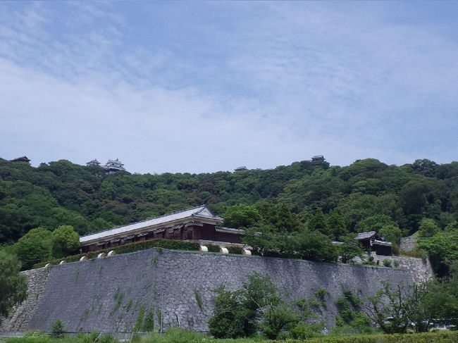 1600年10月、天下分け目の関ヶ原。徳川率いる東軍が勝ち、毛利を主将にした西軍は敗れました。毛利と共に蜂起した河野旧臣たちは戦で敗れただけでなく、反乱を企てた犯罪者として東軍から追われる身になったのです。彼らの多くは山奥に逃れ、姓を捨て帰農しました。<br /><br />伊予からの東軍参加者は、加藤嘉明(かとうよしあき)と藤堂高虎(とうどうたかとら)の２家です。この２家に小川・安国寺・池田・来島等、伊予から西軍に参加した諸将の領地を与えました。旧小川領の○○村は加藤家にそして××村は藤堂家にと、負けた西軍諸将の領地ごとに折半した、つまり元々小藩ごとに入り組み統治されていたものを地域毎にまとめようとはしなかったそうです。それで数倍に加増された２家の領地は、ますます複雑に入り組み互いに飛び地だらけになったようです。加藤と藤堂の仲の悪さに目をつけた徳川家康の政治手法(互いの牽制による勢力抑制策)でしょうか。<br />２家の主城こそ松山(加藤)と今治(藤堂)とで50Kmほど離れていますが、松山城から数kmの所で藤堂方が塩泉(湯築に比定)や灘(伊予市)の出城を整備、今治城から３kmの所には加藤方が拝志(今治市)城を設けるといった具合です。<br /><br />役人が犯罪者や逃散(ちょうさん：村捨て)した農民を追いかけても、数Kmで仲の悪い他国になるのではとても追い切れません。加増された恩賞のおかげで反乱者が追及出来なくなるとは皮肉です。こうした飛び地がきちんと整理されたのは、1635年に松山と今治の双方に久松家(家康の甥)が兄弟で入府した後です。<br /><br />≪勝山≫<br />三の丸跡から、二の丸を通して山の上の本丸を見ています。前回は本丸の一部をご紹介しましたが、往時の松山城はこの勝山の山全体です。<br />＊右下から白っぽく這い上がっていくような石垣が、南側の登り石垣です。尾根伝いに山頂の右端に見える櫓下まで繋がっています。