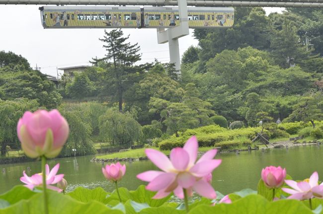 千葉市の花でもある大賀ハスは昭和27年（1952）千葉公園に分根され、花が咲く6月末から7月上旬には多くの人でにぎわいます。<br /><br />千葉公園の早朝に咲く大賀ハスを見に訪れてみました。