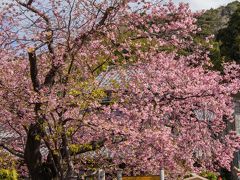 東伊豆ぐるり旅【7】～本州一の早咲き桜　河津桜～河津さくらまつり2013[後編]