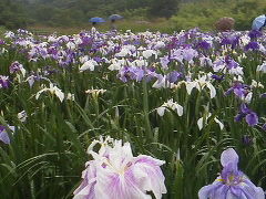 菖蒲が満開でした！