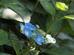 伊東温泉　Cafe TATIさんでの素敵なランチ　浜善さんでの美味しいお食事とお酒　２０１３年６月