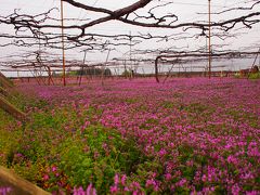 爆弾低気圧接近中に伺った笛吹ワイン★春のぶどう畑と桃の花見学