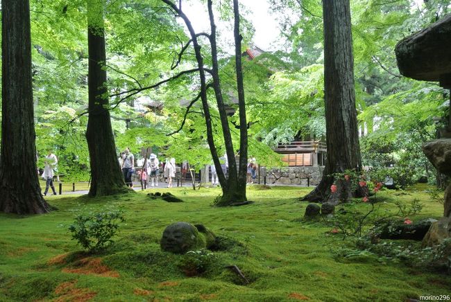 前日までの雨も上がり、深緑の眩い京都を散策しました。<br />今回は、親しくさせていただいているはんなりさんご夫妻と、rokoさんの４人で、大原の三千院、来迎院、岩倉の実相院と回り、最後は京都府立植物園も案内していただきました。