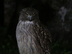 　弾丸一人旅・道東1泊2日　養老牛温泉「藤や」に宿泊して部屋からシマフクロウを観察するという贅沢・・・！