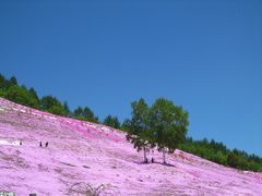 旅小説　【道東は百千万の胸騒ぎ*東オホーツク　】　目次２　≪藻琴山そして、まぶしい！芝桜≫