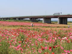 2013年　6月　川幅日本一（2537m）の荒川の鴻巣河川敷に咲く1000万本のシャーレポピー　