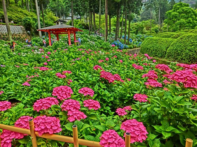 今年の夏は雨が少ない夏だったけど、綺麗に咲いていた紫陽花たち。<br />京都の宇治にある「三室戸寺」の紫陽花を初めて見に行ってきました。<br /><br />今回のおでかけから、新しいコンデジです。<br />子連れでも持ち運びしやすいコンパクトサイズのデジカメを買いました。