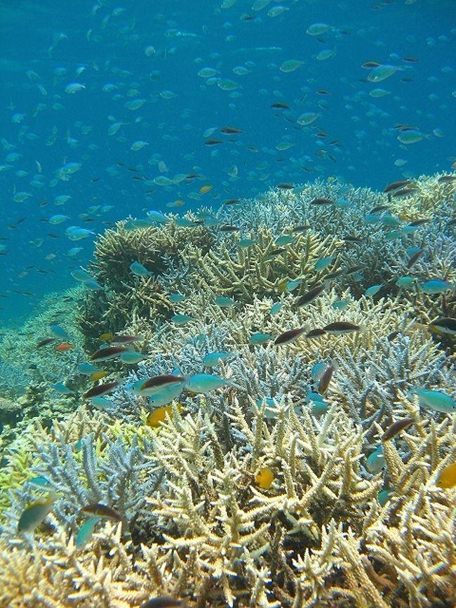 沖縄魚図鑑その５ 西表 10 西表島 沖縄県 の旅行記 ブログ By 琉球熱さん フォートラベル