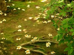 初夏の京都～妙心寺塔頭・東林院で「沙羅の花を愛でる会」だにゃん