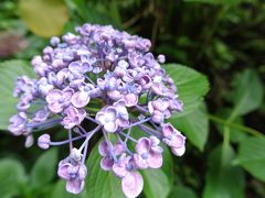 第三回大人の遠足　【鎌倉紫陽花散歩】