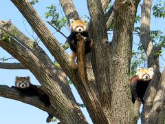 初夏のレッサーパンダ紀行【12】 円山動物園（１日目）　爽やかっ！！初夏のマルズ　新緑と青空とココ・セイタファミリー