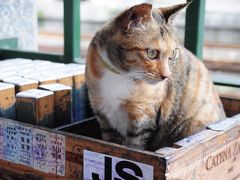 癒され台湾3★新北★かわいい猫たちに癒される猫村、侯トン村へ