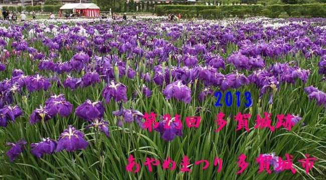 多賀城跡あやめまつり<br />3年ぶりの開催となる「多賀城跡あやめまつり」を、松尾芭蕉が『奥の細道』記行で訪れたといわれる6月24日を含む、6月24日から7月7日まで開催します。<br /><br />国の特別史跡「多賀城跡」の一角、約21,000平方メートルのあやめ園に、500種300万本のあやめ、花菖蒲が咲き誇ります。<br /><br />期間中の土曜・日曜日には、郷土芸能、万葉の舞の披露、野だてなども行います。見どころ満載！<br />