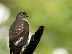 野鳥撮影記録（２０１３年７月上旬）