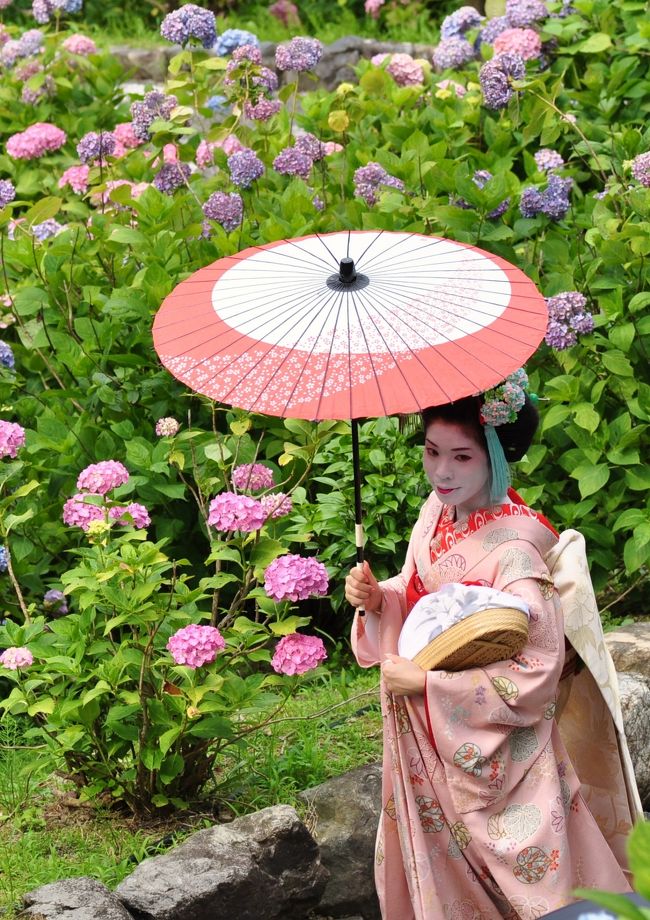 すみません、去年の旅行記です。あと4,5記ほど過去の旅行記が続く予定ですが…<br /><br />紫陽花の咲く善峯寺に原チャリで行ってまいりました
