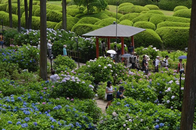 神戸に宿泊して、京都・神戸を三日間歩いた。<br />本編は、一日目前半です。<br /><br />一日目は京都。<br />京都は毎年さくらを見に来ているが、初夏の京都は初めて訪れた。<br />京都三室戸寺の花はこの時期はアジサイ。やや遅いかと思っていたが、期待以上に華やかなアジサイを見ることが出来た。<br />逆に、未だと思っていたハスの花がもう咲き始めていて、こちらも予想外に楽しめた。その後、源氏物語ゆかりの道を散策した。<br />午後は友人と会い、ゆっくり平安神宮を訪ねた。<br /><br />二日目は神戸。<br />朝から、灘の酒蔵めぐりをした。代表的な３蔵を回り、試飲も楽しんだ。<br />午後は、宝塚の聖地である宝塚大劇場で宝塚歌劇団のミュージカルを観劇。終演後に隣接する宝塚ガーデンフィールズのイングリッシュ・ガーデンで草花を愛でた。<br /><br />三日目は、ホテル近くの布引の滝や、ケーブルカーで布引ハーブ園を訪れた。ハーブ園ではハーブのみならずよく整備された花々を見ることが出来た。<br />午後は、シティループで神戸の街を巡った。北野異人館街、ベイエリア、旧居留地など見て回った。<br />神戸の街は私の住んで居る横浜の街とよく似ているが、微妙に違うところも面白かった。<br />今回も、３日間で７万歩足らず歩き回った。<br /><br />日程<br />一日目　６月３０日（日）（前半）京都三室戸寺、宇治散策（後半）平安神宮、神戸泊<br />前半　http://4travel.jp/traveler/stakeshima/album/10789557/<br />後半　http://4travel.jp/traveler/stakeshima/album/10790014<br />二日目　７月　１日（月）（前半）灘酒蔵めぐり、（後半）宝塚　　　神戸泊<br />前半　http://4travel.jp/traveler/stakeshima/album/10791049<br />後半　http://4travel.jp/traveler/stakeshima/album/10791741<br />三日目　７月　２日（火）（前半）布引の滝、布引ハープ園、（後半）北野・異人館街、ベイエリア、旧居留地 <br />前半　http://4travel.jp/traveler/stakeshima/album/10792471<br />後半(1)　http://4travel.jp/traveler/stakeshima/album/10793805/<br />後半(2)　http://4travel.jp/traveler/stakeshima/album/10794920