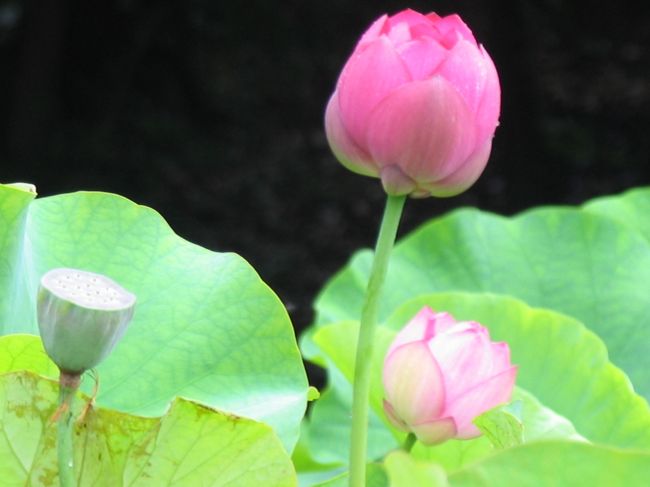 朝から少し雲行きがあやしいが、蓮の花を見に行くのには雨も良いのではと思い、早朝出発して大賀蓮で有名な平池公園に行ってみる。<br />１０年ほど前の平池公園は池全体に大賀蓮が咲いていて見事であった。<br />今年の平池は、昨年よりも酷く、アメリカザリガニにやられてしまって、悲惨な状況になっていた。<br />カメラを持ったご夫婦が寂しそうに帰っていった。<br />気を取り直して、私たちは三木市吉川の善祥寺に向けて出発する。<br />善祥寺は蓮の寺として、知る人ぞ知る有名な寺である。<br />一度行ってみたいと思っていたので、ダメもとで行ってみたら、見事に咲いている。<br />もっと早い時期に来ても良かったくらいに、たくさんの蓮が咲いていた。<br />種類も多く、色とか大きさもさまざまで、こんなに多くの変わった蓮があるのかと驚かされる。