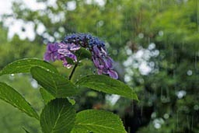 雨が良く似合う紫陽花…雨はなかなか写らない？！