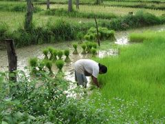 JOSANの「微笑みの国」ウドンだより　240回目「今年もウドンに、田植えの季節が来ました～。」（祝）