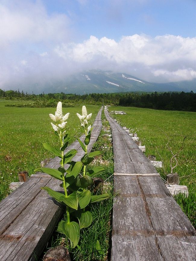 尾瀬にワタスゲを見に歩きませんかと、いつも一緒に山を楽しんでいる友人夫妻と奥さまの友人を含めて４人で歩きました。<br />尾瀬には毎年のようにコースを変えて登っていますが、今回は鳩待峠からアヤメ平・富士見峠・竜宮・牛首・山の鼻・鳩待峠のコースとして、久しぶりのアヤメ平でしたのでルンルンで楽しみました。<br /><br />今回は・・・<br /><br />尾瀬の花を愛でながら歩く・・・上　コースを歩いた足跡を。<br />尾瀬の花を愛でながら歩く・・・下　尾瀬に咲く花を紹介したいと思います