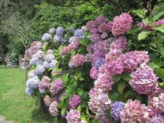 紫陽花の鎌倉ウォーキング