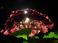 三室戸寺　紫陽花のライトアップ！2013年