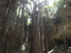 梅雨明けして喜んだのも束の間・・・本島（ガンガラーの谷編）