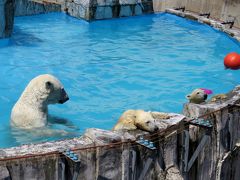 札幌ホッキョクグマ紀行 円山動物園　大きくなったね、ツインズ！！ 楽しい楽しいガイドの時間