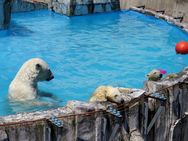 週末を挟んだ関東出張、金曜夜に羽田からジャンボで千歳入り、今日は円山動物園訪問です。<br /><br />魅力的な動物がたくさんいるマルズですが、やはり一番人気はホッキョクグマのツインズですよね！！<br />昨年１２月８日に生まれた双子姉妹はベテランママのララちゃんの巧みな子育てにより、お転婆なおしゃまさんにすくすく成長しました。<br /><br />今日はマルズ名物・ホッキョクグマ・ガイドの様子をじっくりご堪能ください。<br /><br /><br />これまでのレッサーパンダ＆ホッキョクグマ旅行記はこちらからどうぞ→http://4travel.jp/traveler/jillluka/album/10652280/