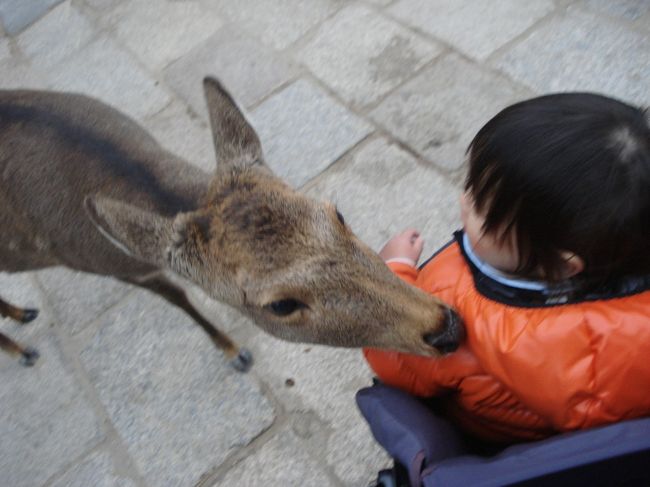 お友達と奈良旅行<br />息子１歳７ヶ月<br /><br />奈良公園の鹿は凶暴鹿せんべいめがけて噛みついてくる<br />怖い怖い。<br />東大寺の鹿もどこまでも追いかけてくる・・<br />