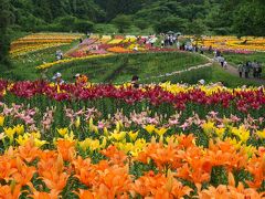 豪華絢爛！！百合の花繚乱～～♪♪　☆南くりこま高原　一迫ゆり園☆