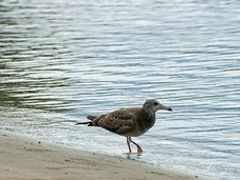 越前海岸散歩