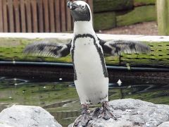 焼津さかなセンターでマグロ三昧　掛川花鳥園でかわいいペンギンに癒される日帰り旅