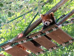 初夏のレッサーパンダ紀行【13】 旭山動物園　おはよう、朝朝おばあちゃん！！旭山レッサーズに会うには朝一訪問を！！ 素晴らしい、北海道産動物舎！！