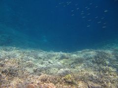 UAマイレージ　西表島　三日目　バラス島上陸