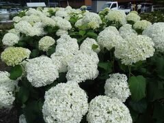 初夏の紫陽花めぐり☆