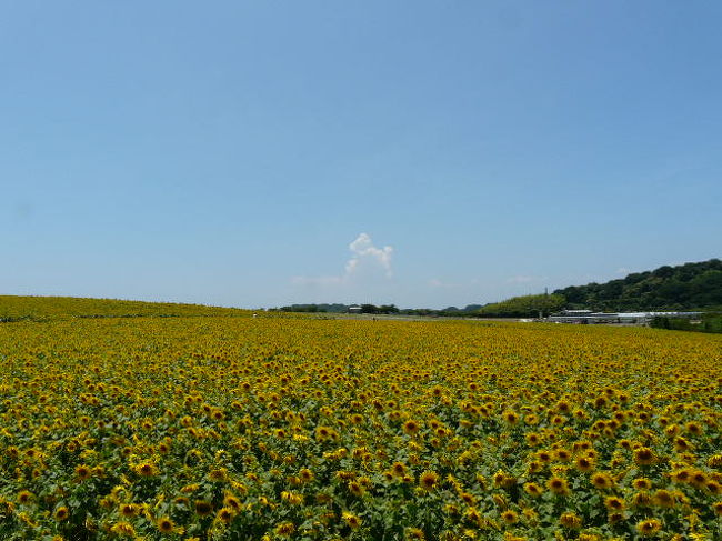 南知多町の内海海水浴場と花ひろばに出掛けてきました。<br /><br />豊岡インターより小高い丘に上がると一面にひまわりの花が咲き揃っています。<br /><br />花ひろばを楽しんだ後は、<br /><br />南知多町の東海地区最大と思われる内海海水浴場に立ち寄ると今日は七夕の日の７／７で夏休みには少し早いですが、日中温度３６度を避けるように多くの人が多くの人が海水浴を楽しんでいました。<br /><br />花ひろば観光農園<br />http://www.mapple.net/spots/G02300185101.htm <br /><br />写真は一面に咲き揃ったひまわりです。<br />中央には夏を表現する入道雲が見えます。<br /><br />