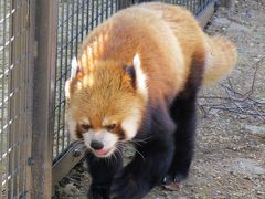 初夏のレッサーパンダ紀行【14】 円山動物園（2日目）　久々っ、屋外セイタ君！！ そして、マルズの魅力的な仲間たち！！