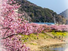 南伊豆ぐるり旅【7】～南伊豆町・下賀茂温泉青野川沿いに咲き誇る桜と菜の花～みなみの桜と菜の花まつり2013[前編]