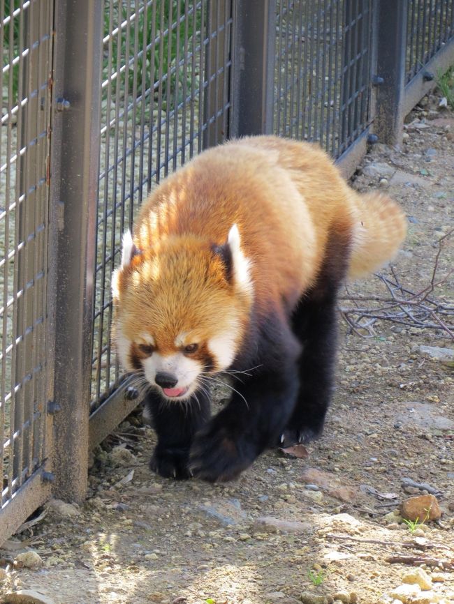 今日は、午前中に旭川市旭山動物園を楽しみ（旅行記→http://4travel.jp/traveler/jillluka/album/10790475/）、午後からは昨日に引き続き札幌市円山動物園を訪問しました。<br /><br />２日連続でマルズを訪問する理由は・・・、<br />昨日はレッサーパンダ舎とホッキョクグマ舎に入り浸ってしまい、他の獣舎の皆さんに会えなかった、<br />のと、<br />昨夜、マルズの常連さんから”明日はセイタが屋外放飼の予定です”との情報をメールで頂いたから、<br />です。<br /><br />昨年１２月にアジアゾーンがオープンしてから６度マルズに訪問しているのですが、まだセイタ君の屋外放飼には出会っておらず、今回の札幌行の大きな目的は”屋外セイタ君を見る”だったのです。<br /><br />それでは、２日連続のマルズをお楽しみください。<br /><br /><br />これまでのレッサーパンダ旅行記はこちらからどうぞ→http://4travel.jp/traveler/jillluka/album/10652280/