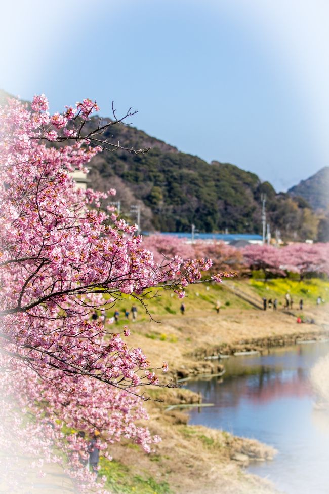 伊豆国、駿河国、遠江国の3国に分かれていた東西に広大な県。<br />静岡県のシンボル(富士山)(伊豆半島)(駿河湾)(御前崎)に基づき県旗もデザインされ、富士山観光から熱海・伊豆半島の温泉街、伊豆半島から沼津・焼津までの漁港、浜名湖など太平洋と富士山等の山々に囲まれた自然豊かな観光名所が多くあります。国宝久能山東照宮、標高3,776 mの日本最高峰、日本三名山、日本百名山、日本の地質百選に選定されている特別名勝富士山、日本の滝百選の白糸の滝、日本観光地百選の日本平、日本新三景・日本三大松原の三保の松原、平成の名水百選の湧玉池、日本五大桜の狩宿の下馬ザクラ、その他国の名勝に指定された柴屋寺・清見寺・臨済寺・龍潭寺・楽寿園の庭園等があります。見所満載のふじのくにをぐるりと巡っていました。<br /><br />□■□■□■□■□■□■□■□■□■□■□■□■□■□■□■<br /><br />下田/蓮台寺温泉/白浜/弓ヶ浜/下賀茂温泉/南伊豆をぐるりと巡る旅。<br />ペリー来航の歴史を持ち毎年5月には黒船祭が開催される国際色が残る漁港の町として知られる下田、スイセン群生地の爪木崎やペリーロード等の歴史情緒溢れる街並みが有名です。密航を企て下田にきた吉田松陰の隠れ住んだ家がある蓮台寺温泉、伊豆半島最古の寺社の白浜神社や海水浴場100選に選ばれた白浜中央海水浴場がある白浜、日本の渚100選、日本の快水浴場100選に選ばれた弓ヶ浜、青野川沿いの山間に広がる温泉街で温泉熱を利用した下賀茂熱帯植物園がある下賀茂温泉、伊豆半島最南端の岬の石廊崎や野生の猿が生息する波勝崎、春にはみなみの桜と菜の花まつりで早咲き桜が咲き乱れる南伊豆町と歴史と海と自然に溢れる下田/蓮台寺温泉/白浜/弓ヶ浜/下賀茂温泉/南伊豆エリアをぐるりと巡ってみました。<br /><br />□■□■□■□■□■□■□■□■□■□■□■□■□■□■□■<br /><br />南伊豆ぐるり旅、今回は南伊豆町で開催された「みなみの桜　菜の花まつり2013」へ行って来ました。伊豆半島は気候が暖かいため首都圏より早い桜の開花のため2月～3月にかけてお花見が楽しめます。今回は初めて南伊豆の桜イベントへ足を運んでみました。川沿いに咲く桜は河津町の河津さくらまつりでも楽しめますが、南伊豆のさくらまつりは夜のイベントが少し違いました。「夜桜☆流れ星」というライトアップイベントで「いのり星」という水に反応して光るＬＥＤの球体を、夜桜ライトアップされた青野川に約4,000個放流し、川が「天の川」ように綺麗な光景が楽しめました。<br /><br />□■□■□■□■□■□■□■□■□■□■□■□■□■□■□■<br /><br />＜みなみの桜　菜の花まつり2013＞<br />http://www.minamiizu.or.jp/sakuramaturi.html<br /><br />□■□■□■□■□■□■□■□■□■□■□■□■□■□■□■<br /><br />＜ふじのくに静岡ぐるり旅＞<br />【1】河津桜まつり2011　かじやの桜・原木<br />http://4travel.jp/traveler/dekadora/album/10552517/<br />【2】河津桜まつり2011　河津川沿い<br />http://4travel.jp/traveler/dekadora/album/10552603/<br />【3】杉桙別命神社の大クス <br />http://4travel.jp/traveler/dekadora/album/10552683/<br />【4】河津七滝<br />http://4travel.jp/traveler/dekadora/album/10552684/<br />【5】老舗旅館玉峰館と峰温泉大噴湯公園<br />http://4travel.jp/traveler/dekadora/album/10552687<br />【6】三嶋大社<br />http://4travel.jp/traveler/dekadora/album/10636822/<br />【7】楽寿園<br />http://4travel.jp/traveler/dekadora/album/10637264/<br />【8】白滝公園＆三島グルメ鰻「高田屋」<br />http://4travel.jp/traveler/dekadora/album/10637289/<br />【9】平成名水100選「源兵衛川」<br />http://4travel.jp/traveler/dekadora/album/10637293/<br />【10】日本名水100選「柿田川湧水群」<br />http://4travel.jp/traveler/dekadora/album/10637296/<br />【11】旧沼津御用邸<br />http://4travel.jp/traveler/dekadora/album/10637590/<br />【12】大型展望水門「びゅうお」<br />http://4travel.jp/traveler/dekadora/album/10637601/<br />【13】沼津漁港＆港八十三番地<br />http://4travel.jp/traveler/dekadora/album/10637616/<br />【14】HOTEL MIWA<br />http://4travel.jp/traveler/dekadora/album/10637625/<br />【15】日本平ロープウェイ<br />http://4travel.jp/traveler/dekadora/album/10637635/<br />【16】久能山東照宮<br />http://4travel.jp/traveler/dekadora/album/10637667/<br />【17】日本平動物園①<br />http://4travel.jp/traveler/dekadora/album/10637674/<br />【18】日本平動物園②<br />http://4travel.jp/traveler/dekadora/album/10637705/<br />【19】エスパルスドリームプラザ<br />http://4travel.jp/traveler/dekadora/album/10637744/<br />【20】ちびまる子ちゃんランド<br />http://4travel.jp/traveler/dekadora/album/10637754/<br />【21】清水すしミュージアム<br />http://4travel.jp/traveler/dekadora/album/10637768/<br />【22】時之栖ILLUMINATION2011-2012 WINTER <br />http://4travel.jp/traveler/dekadora/album/10639084/<br />【23】伊豆洋らんパーク　トロピカリウム<br />http://4travel.jp/traveler/dekadora/album/10761034/<br />【24】韮山反射炉<br />http://4travel.jp/traveler/dekadora/album/10761279/<br />【25】浄蓮の滝<br />http://4travel.jp/traveler/dekadora/album/10761925/<br />【26】白壁荘<br />http://4travel.jp/traveler/dekadora/album/10762555/<br />【27】湯道＆出合橋<br />http://4travel.jp/traveler/dekadora/album/10763993/<br />【28】修善寺[紅葉]<br />http://4travel.jp/traveler/dekadora/album/10764387/<br />【29】竹林の小径＆独鈷の湯<br />http://4travel.jp/traveler/dekadora/album/10764934/<br />【30】伊豆パノラマパーク<br />http://4travel.jp/traveler/dekadora/album/10765581/<br />【31】爪木崎(水仙まつり)[前編]<br />http://4travel.jp/traveler/dekadora/album/10774339/<br />【32】爪木崎(水仙まつり)[後編] <br />http://4travel.jp/traveler/dekadora/album/10775449/<br />【33】道の駅　開国下田みなと＆まどが浜海遊公園 <br />http://4travel.jp/traveler/dekadora/album/10776255/<br />【34】ペリーロード <br />http://4travel.jp/traveler/dekadora/album/10776763/ <br />【35】長楽寺＆了仙寺＆宝福寺<br />http://4travel.jp/traveler/dekadora/album/10777248/<br />【36】竜宮窟＆サンドスキー場<br />http://4travel.jp/traveler/dekadora/album/10778457/ <br />【37】来宮神社 <br />http://4travel.jp/traveler/dekadora/album/10780264/<br />【38】親水公園ムーンテラス<br />http://4travel.jp/traveler/dekadora/album/10780772/<br />【39】熱海サンビーチ<br />http://4travel.jp/traveler/dekadora/album/10781297/ <br />【40】熱海梅園[前編]<br />http://4travel.jp/traveler/dekadora/album/10781791/ <br />【41】熱海梅園[後編]<br />http://4travel.jp/traveler/dekadora/album/10782664/ <br />【42】糸川桜祭り2013<br />http://4travel.jp/traveler/dekadora/album/10783630/ <br />【43】伊豆山神社<br />http://4travel.jp/traveler/dekadora/album/10784321/<br />【44】起雲閣<br />http://4travel.jp/traveler/dekadora/album/10785133/<br />【45】熱海城<br />http://4travel.jp/traveler/dekadora/album/10785482/ <br />【46】河津さくらまつり2013[前編]<br />http://4travel.jp/traveler/dekadora/album/10786520/ <br />【47】河津さくらまつり2013[後編]<br />http://4travel.jp/traveler/dekadora/album/10787917/ <br />【48】稲取つるし雛まつり2013[前編]<br />http://4travel.jp/traveler/dekadora/album/10788505/ <br />【49】稲取つるし雛まつり2013[後編]<br />http://4travel.jp/traveler/dekadora/album/10789209/ <br />【50】みなみの桜と菜の花まつり2013[前編]<br />http://4travel.jp/traveler/dekadora/album/10790946/ <br />【51】みなみの桜と菜の花まつり2013[後編]<br />http://4travel.jp/traveler/dekadora/album/10791647/<br />【52】石廊崎<br />http://4travel.jp/traveler/dekadora/album/10792830/ 